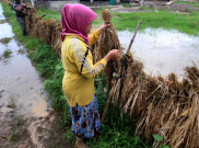 Ratusan Hektare Sawah Alami Puso