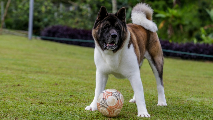Mengulas Salah Satu Anjing Termahal di Von Haus JHL, Harganya Miliaran Rupiah!