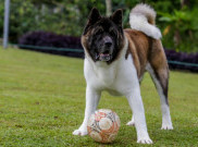 Mengulas Salah Satu Anjing Termahal di Von Haus JHL, Harganya Miliaran Rupiah!