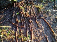  Warga Solo Digegerkan Kemunculan Ratusan Cacing Tanah, Pertanda Gempa Bumi?