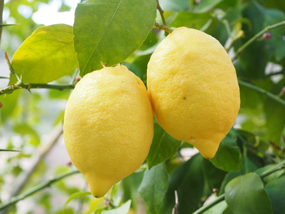 Pakai sari lemon (Sumber: Pixabay/Hans)
