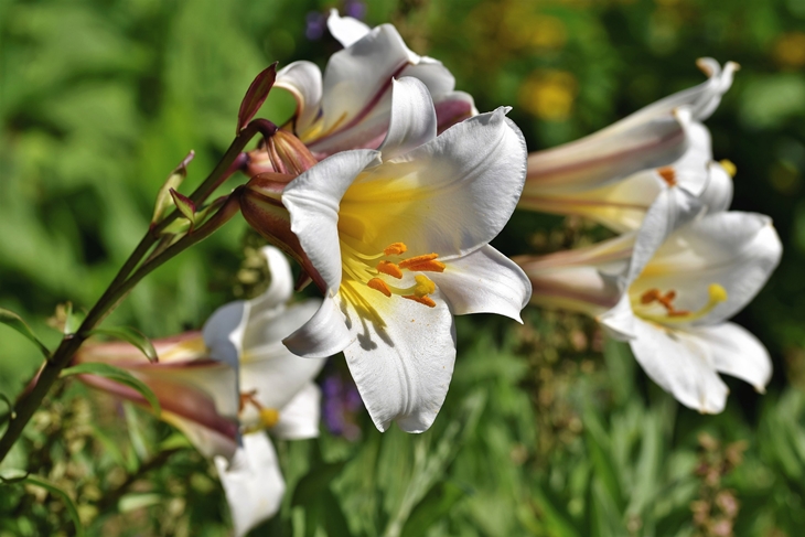 (Trivia 4) Kecantikan bunga lili efektif sebagai bahan utama pembuatan parfum (Foto Pixabay Capri23auto)