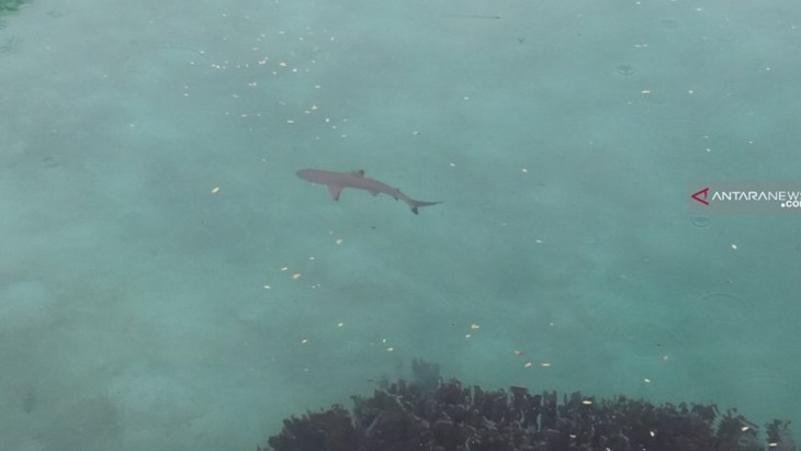 Pemburu Ikan Hiu di Raja Ampat Marak