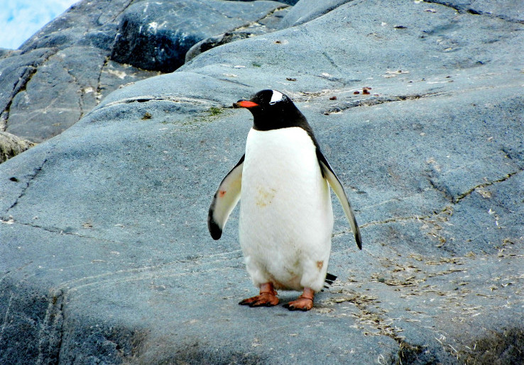 Penguin Kaisar Muncul di Pantai Australia, Merantau dari Antartika