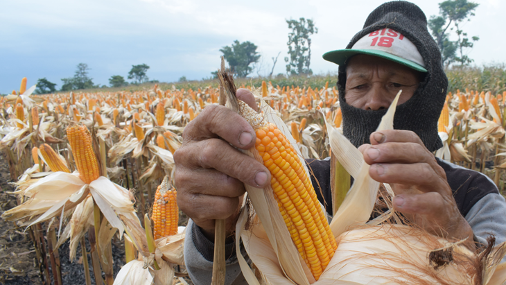 Impor Jagung Turun, Kubu BPN: Tapi Impor yang Ini Naik