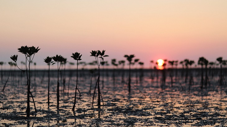 Pohon Mangrove untuk Menahan Abrasi di Pantura