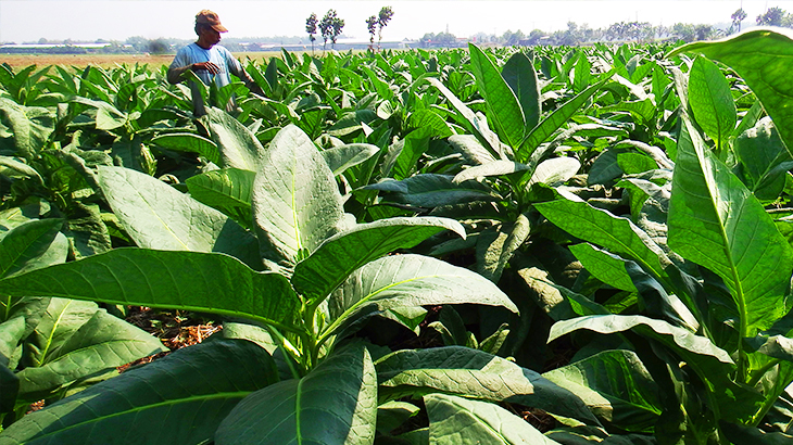 Harga Bibit Tembakau di Probolinggo Turun