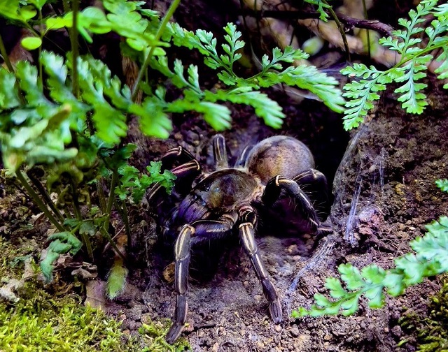 tarantula