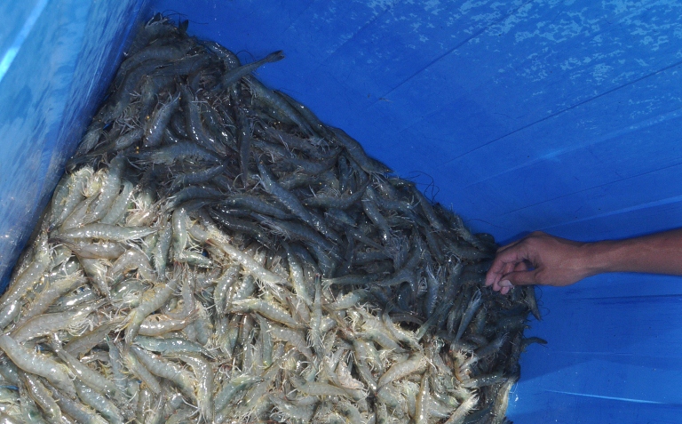 panen udang