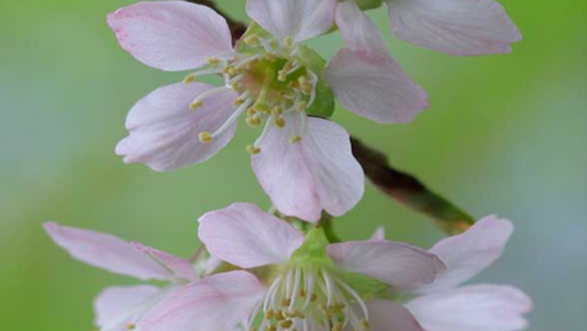 Menikmati Indahnya Musim Sakura di Bogor