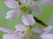 Menikmati Indahnya Musim Sakura di Bogor