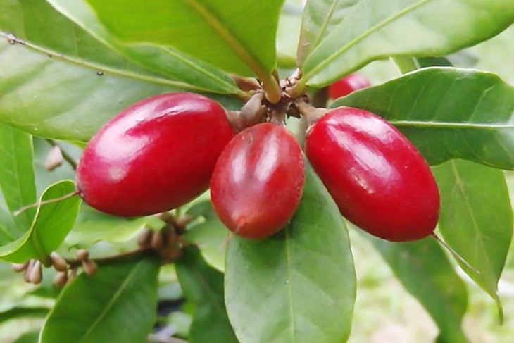 buah unik