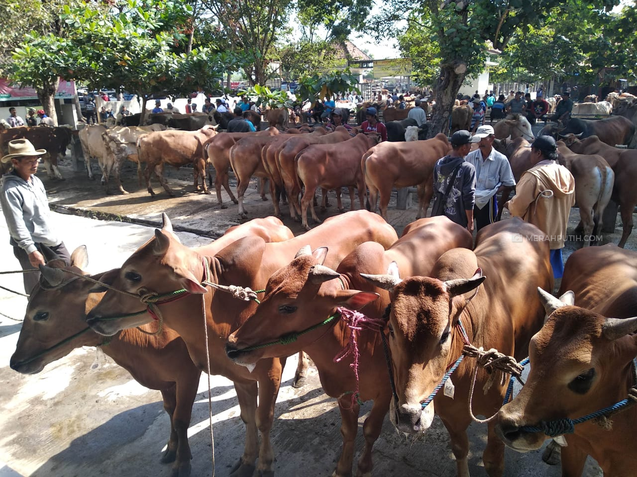 Tak Terdampak COVID-19, Penjualan Hewan Kurban di Yogyakarta Meningkat