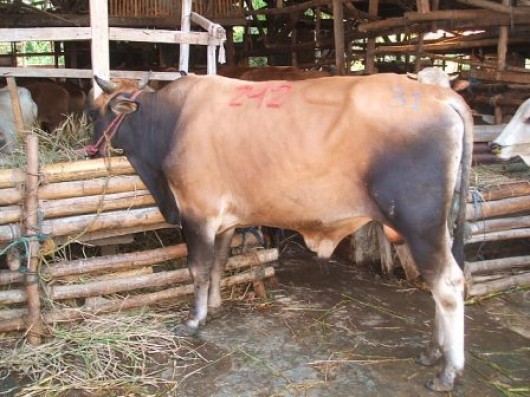Si Baron, Sapi Kurban Jokowi 1 Ton asal Lembang untuk Warga Bandung