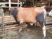 Si Baron, Sapi Kurban Jokowi 1 Ton asal Lembang untuk Warga Bandung