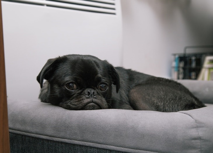 Kenali 5 Ciri-Ciri Anjing Sakit