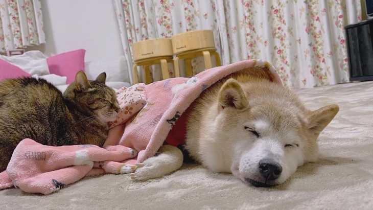 Anjing dari Meme 'Doge' Terkena Kanker Liver dan Leukimia