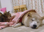 Anjing dari Meme 'Doge' Terkena Kanker Liver dan Leukimia