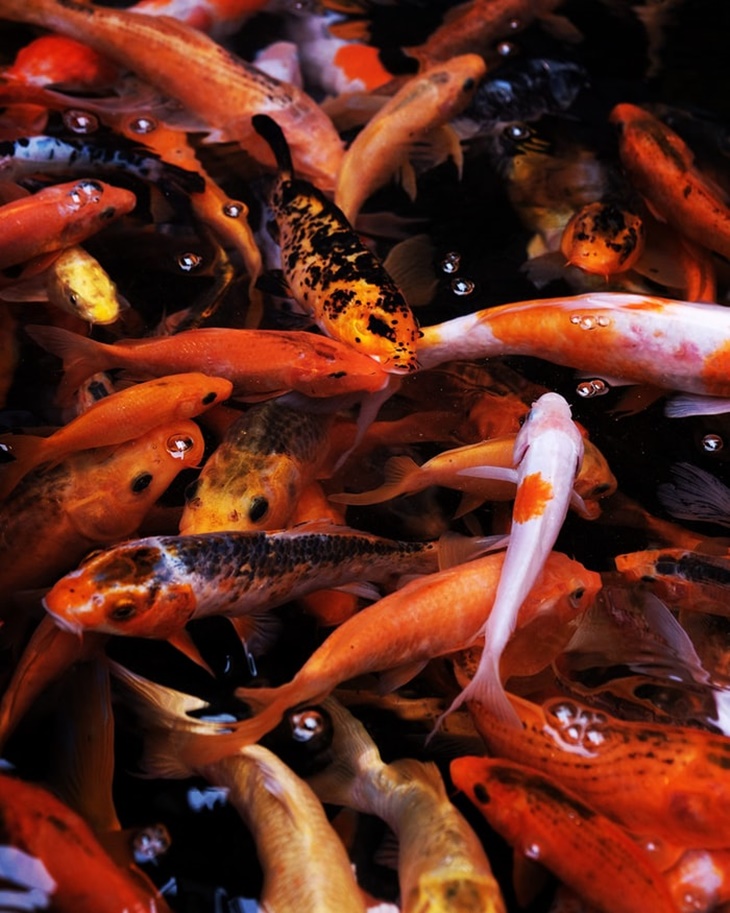 Tips Rawat Kolam Bagi Pecinta Ikan Hias