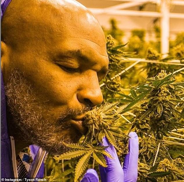 Mike Tyson Segera Buka 420 Hektar Resort Ganja di California 