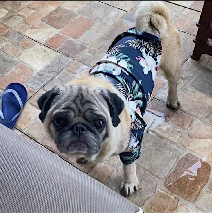 Puggy. (Foto MP/Shenna)