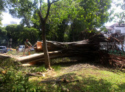 Aksi Pasukan Hijau Potong Pohon Beringin Tumbang Pasca Hujan Deras di Jaksel