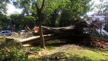 Aksi Pasukan Hijau Potong Pohon Beringin Tumbang Pasca Hujan Deras di Jaksel