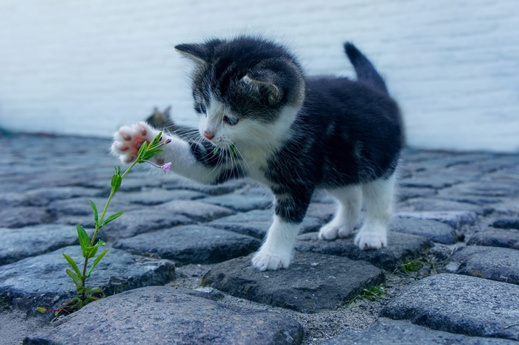 Kucing di luar rumah lebih rentan terkena parasit. (Foto: Pixabay/Dimhou)