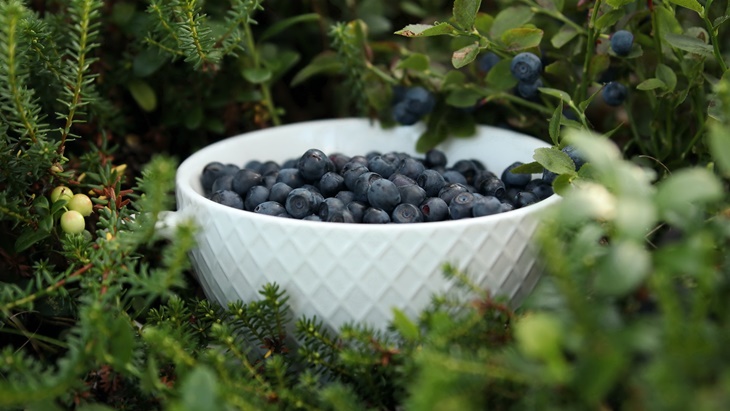 Bilberry Memiliki Beberapa Manfaat untuk Mangatasi Masalah Kesehatan