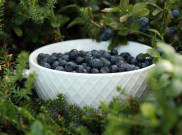 Bilberry Memiliki Beberapa Manfaat untuk Mangatasi Masalah Kesehatan 