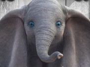 Mau Tahu Hewan Mirip Dumbo di Dunia Nyata?