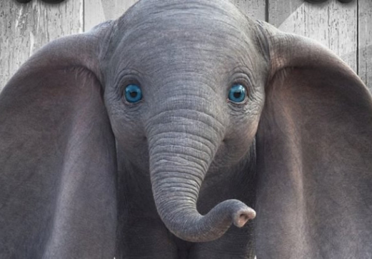 Mau Tahu Hewan Mirip Dumbo di Dunia Nyata?