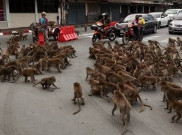 Heboh Banget, Tawuran Geng Monyet Thailand