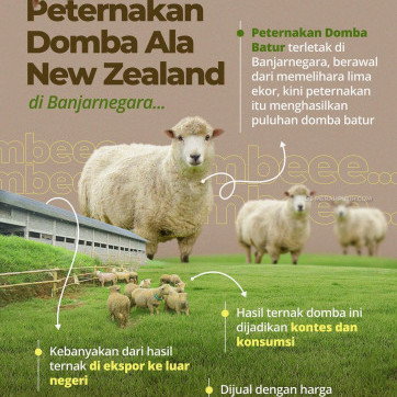 Peternakan Domba Ala New Zealand Di Banjarnegara 