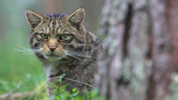 Kucing Liar Skotlandia Berada di Ambang Kepunahan