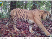 Pasang 40 Kamera, Taman Nasional Bukit Tigapuluh Rekam 13 Spesies Dilindungi