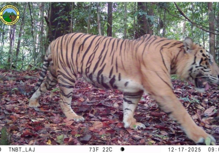 Pasang 40 Kamera, Taman Nasional Bukit Tigapuluh Rekam 13 Spesies Dilindungi