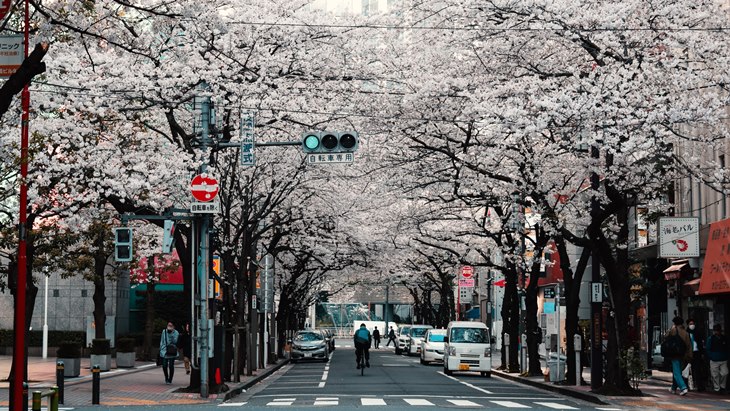 Google Maps Berikan Pesona Mekarnya Sakura