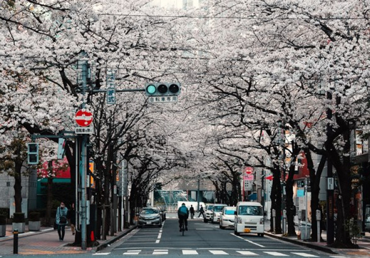 Google Maps Berikan Pesona Mekarnya Sakura