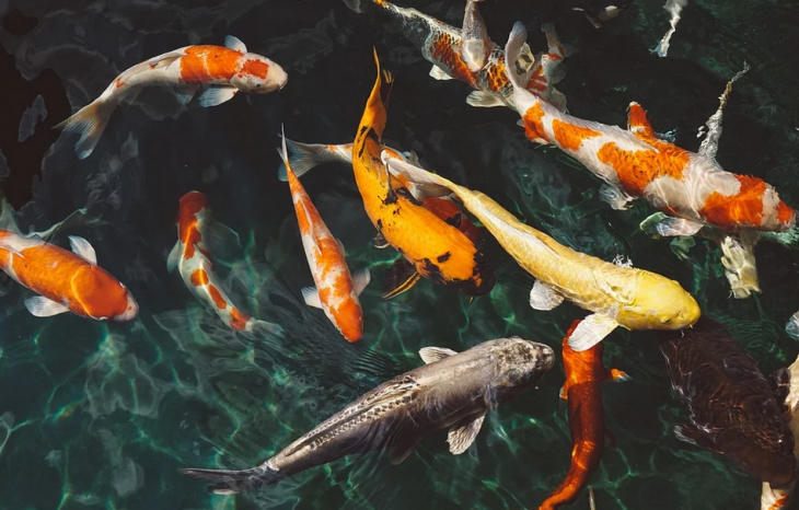 Ilustrasi ikan (Foto: Pixabay/Pexels)