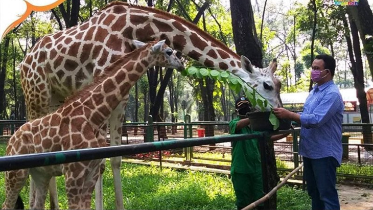 Gubernur Anies Baswedan memberikan makan duan kepada induk dan anak jerapah di Taman Margasatwa Ragunan, Sabtu (25/4/2020) (ANTARA/HO-Taman Margasatwa Ragunan)