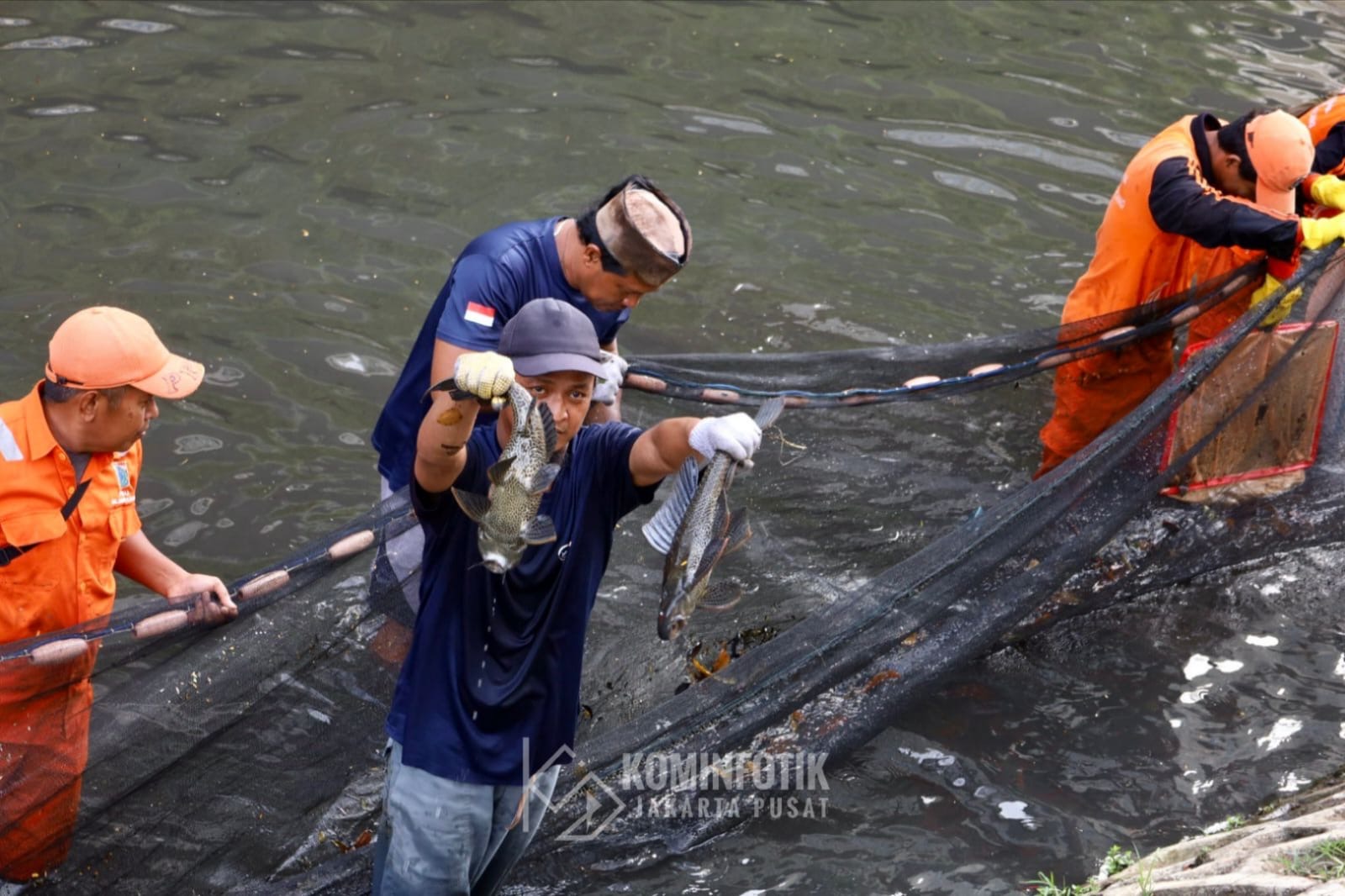 Tips Ampuh Bantai Lonjakan Populasi Ikan Sapu-Sapu