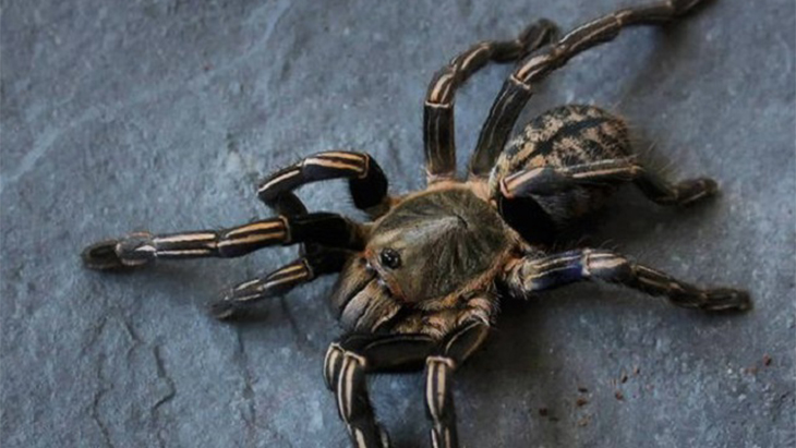 Tarantula Zebra Penolong Rakyat Kamboja dari Kelaparan di Era Khmer Merah