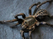 Tarantula Zebra Penolong Rakyat Kamboja dari Kelaparan di Era Khmer Merah