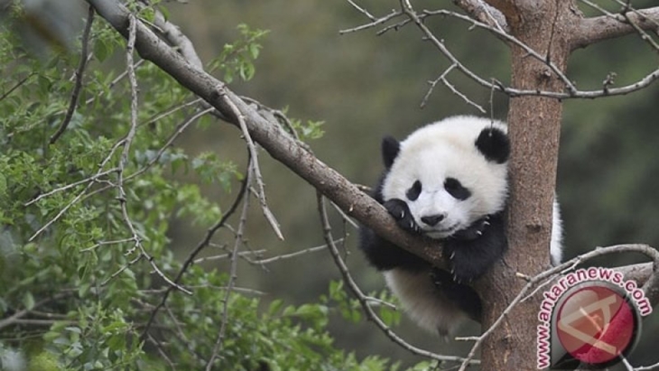 Warga Korsel Sambut Kelahiran Pertama Bayi Panda