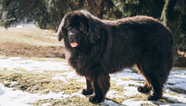 anjing termahal