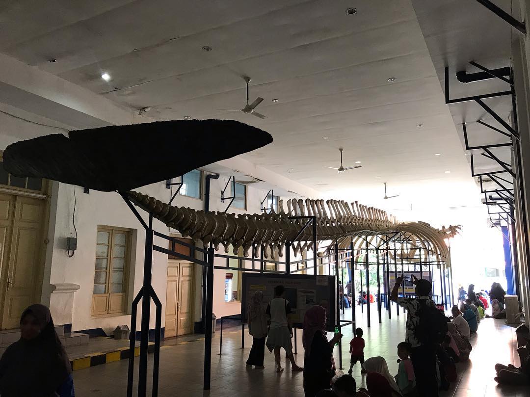 Museum Zoologi (Sumber: Instagram/niken_wul)
