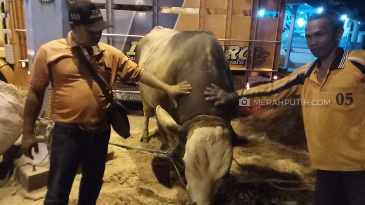 Hari Raya Idul Adha, Jokowi Berkurban 2 Ekor Sapi Jumbo di Kampung Halamannya