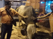 Hari Raya Idul Adha, Jokowi Berkurban 2 Ekor Sapi Jumbo di Kampung Halamannya