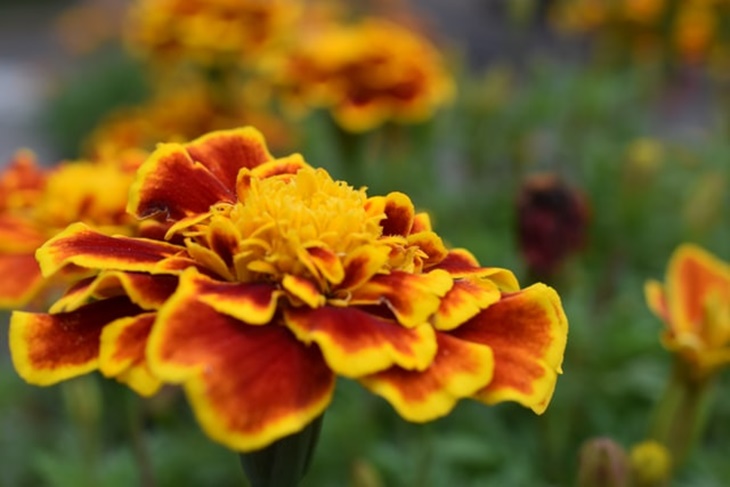 marigold